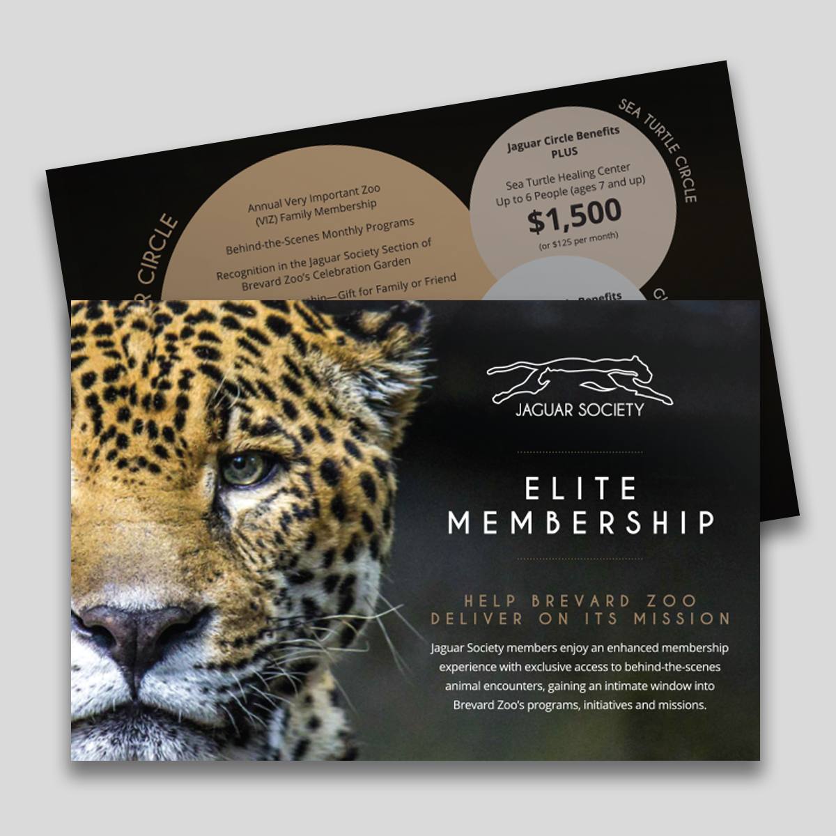 jaguar postcard